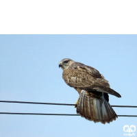 گونه سارگپه پا بلند Long-legged Buzzard